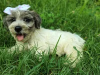 Buttons, a female Yorkshire Terrier for sale in Chuckey, TN – 5 of 5