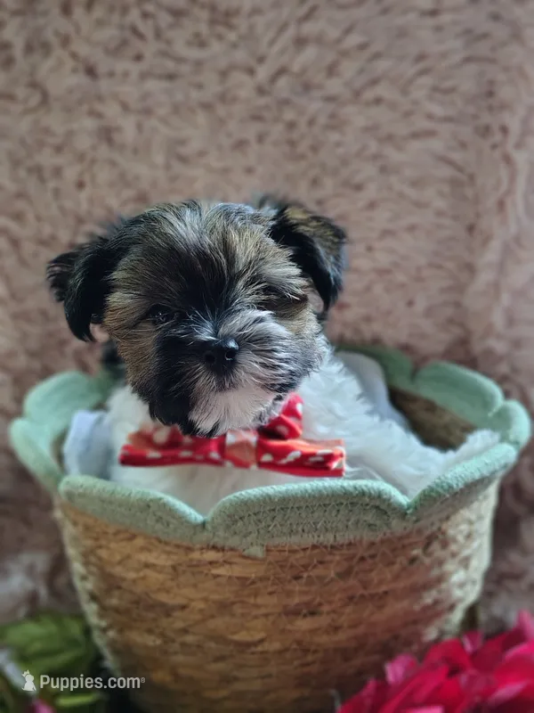 Mr cuddles – Yorkshire Terrier puppy for sale in Chuckey, TN