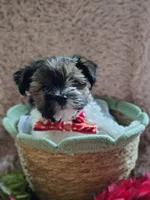 Mr cuddles, a male Yorkshire Terrier for sale in Chuckey, TN – 1 of 9