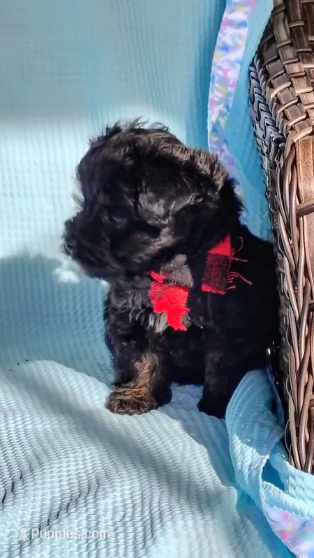 Bear – Yorkipoo puppy for sale in Chuckey, TN