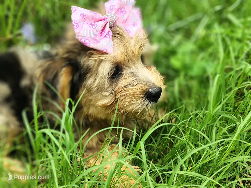 Nikki – Yorkshire Terrier puppy for sale in Chuckey, TN