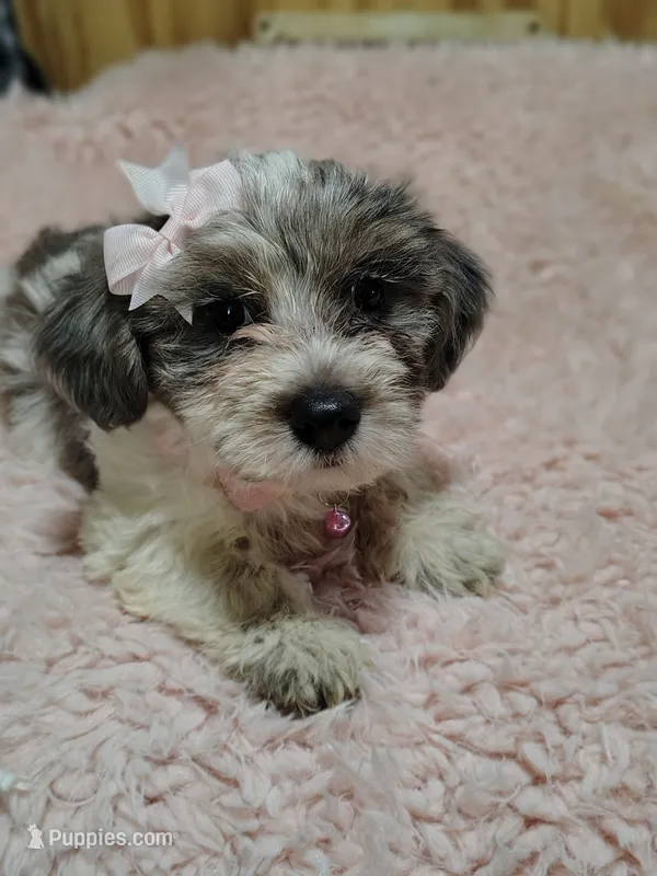 Buttons – Yorkshire Terrier puppy for sale in Chuckey, TN