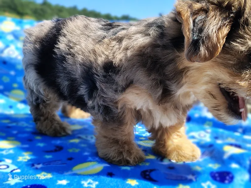 Nikki – Yorkshire Terrier puppy for sale in Chuckey, TN