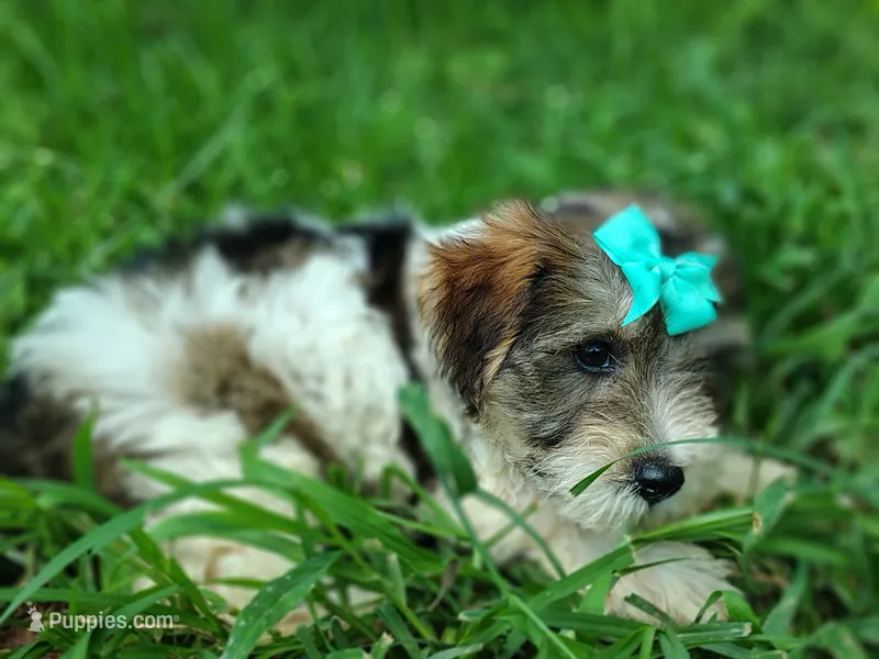 Wiggles sable party – Yorkshire Terrier puppy for sale in Chuckey, TN