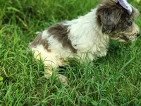Buttons, a female Yorkshire Terrier for sale in Chuckey, TN – 4 of 5