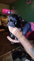Bear, a male Yorkipoo for sale in Chuckey, TN – 6 of 6