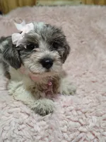 Button, a female Yorkshire Terrier for sale in Chuckey, TN – 5 of 8