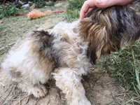 Wiggles, a male Yorkshire Terrier for sale in Chuckey, TN – 3 of 6