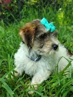 Wiggles, a male Yorkshire Terrier for sale in Chuckey, TN – 1 of 7