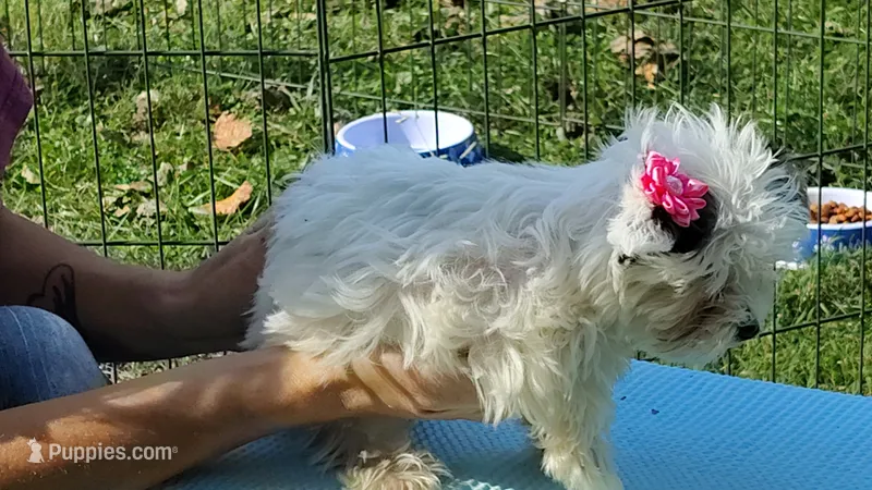 Tiny love – Yorkshire Terrier puppy for sale in Chuckey, TN