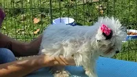Tiny love, a female Yorkshire Terrier for sale in Chuckey, TN – 1 of 10