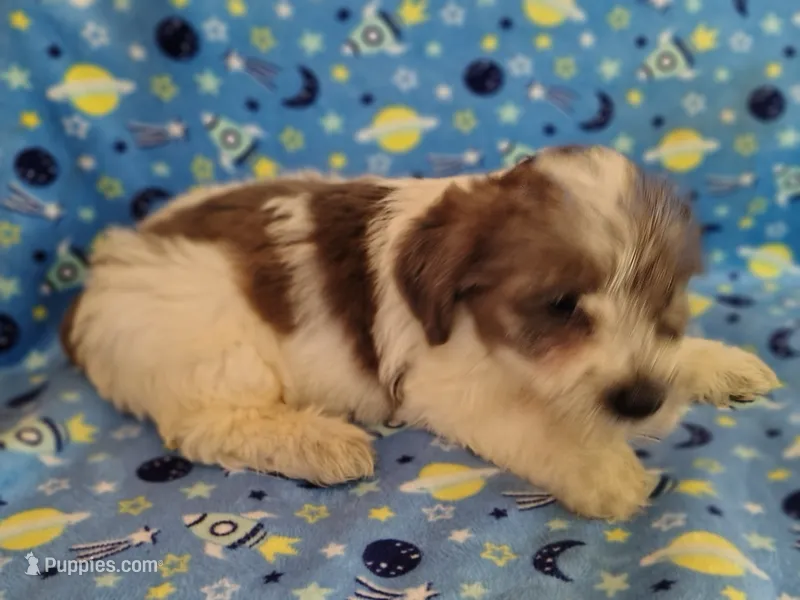 Buttons – Yorkshire Terrier puppy for sale in Chuckey, TN