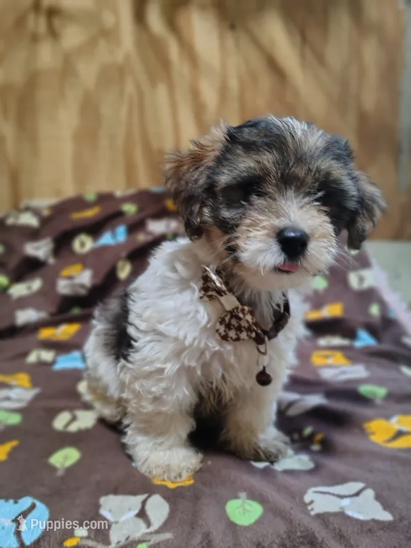 Wiggles – Yorkshire Terrier puppy for sale in Chuckey, TN