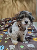 Wiggles, a male Yorkshire Terrier for sale in Chuckey, TN – 1 of 6