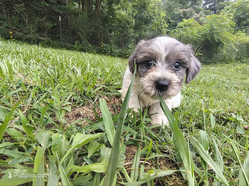 Buttons – Yorkshire Terrier puppy for sale in Chuckey, TN
