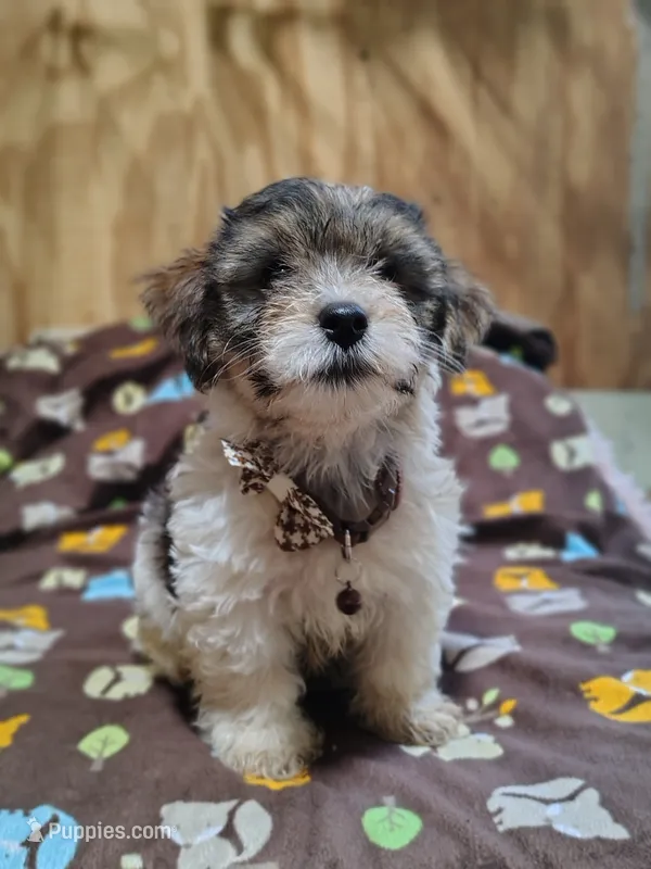 Wiggles – Yorkshire Terrier puppy for sale in Chuckey, TN