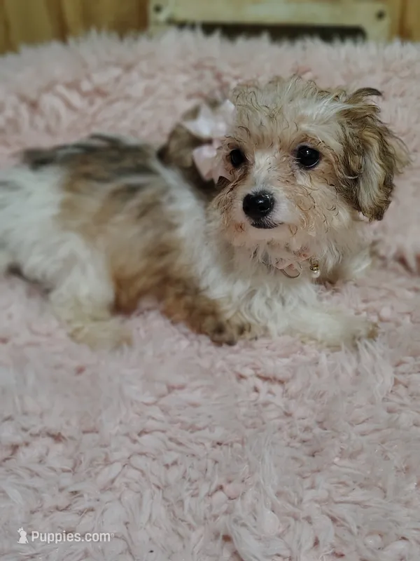 Carmel – Yorkipoo puppy for sale in Chuckey, TN