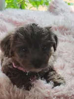 Pebbles, a female Yorkshire Terrier for sale in Chuckey, TN – 2 of 4