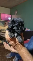 Bear, a male Yorkipoo for sale in Chuckey, TN – 5 of 6