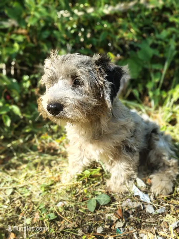 Pebbles – Yorkshire Terrier puppy for sale in Chuckey, TN