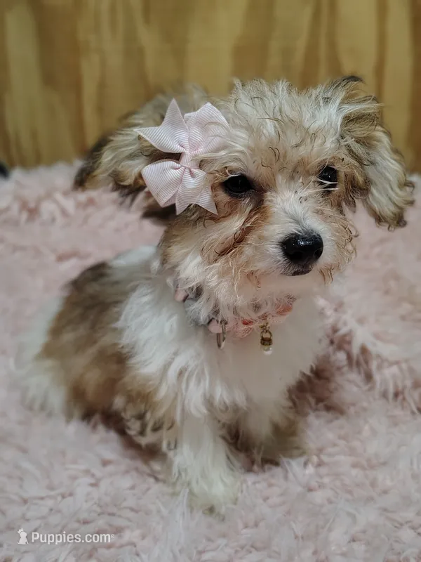 Carmel – Yorkipoo puppy for sale in Chuckey, TN