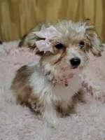 Carmel, a female Yorkipoo for sale in Chuckey, TN – 3 of 9