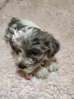 Button, a female Yorkshire Terrier for sale in Chuckey, TN – 6 of 8