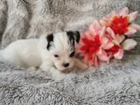 Tiny love, a female Yorkshire Terrier for sale in Chuckey, TN – 5 of 6