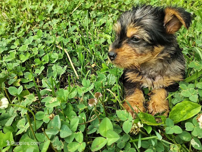 Raleigh – Yorkshire Terrier puppy for sale in Chuckey, TN