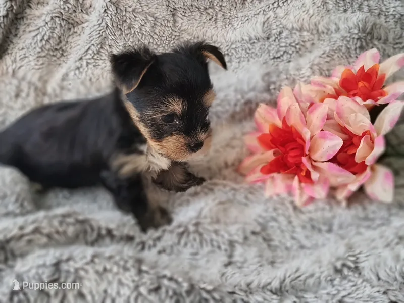 Skip – Yorkshire Terrier puppy for sale in Chuckey, TN