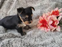 Skip, a male Yorkshire Terrier for sale in Chuckey, TN – 2 of 4