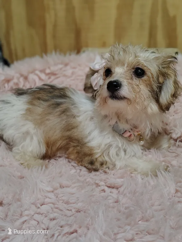 Carmel – Yorkipoo puppy for sale in Chuckey, TN
