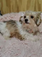 Carmel, a female Yorkipoo for sale in Chuckey, TN – 2 of 9
