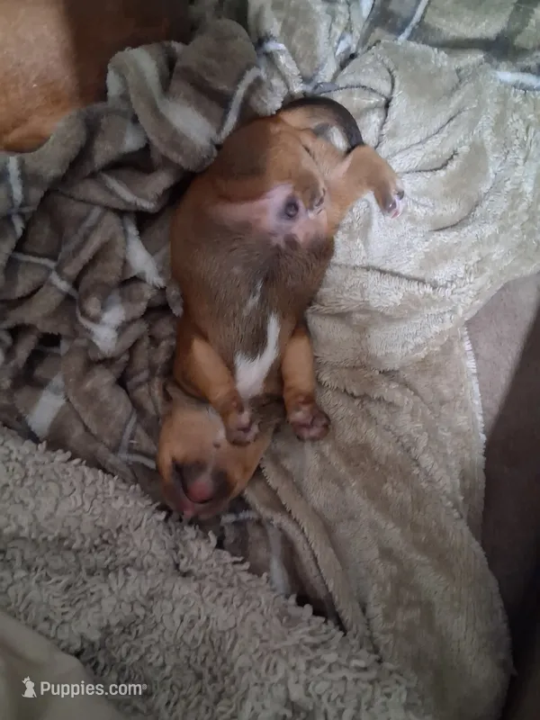 Bullet – Miniature Dachshund puppy for sale in Beebe, AR