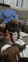 Sully, a male Boxer for sale in Ontario, CA – 2 of 2
