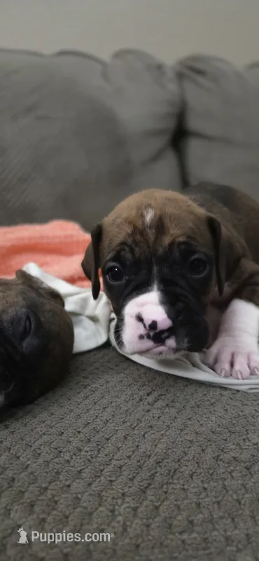 Aurora – Boxer puppy for sale in Ontario, CA