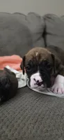 Aurora, a female Boxer for sale in Ontario, CA – 1 of 7