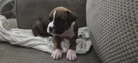 Rex, a male Boxer for sale in Ontario, CA – 3 of 4