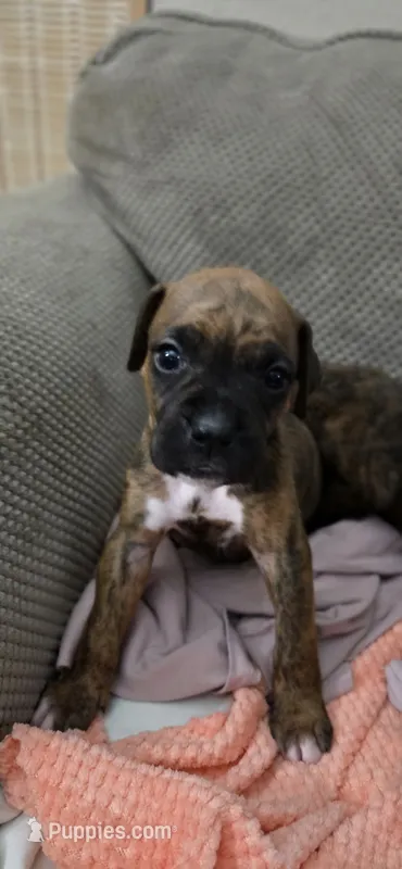 Slinky – Boxer puppy for sale in Ontario, CA