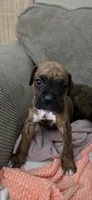 Slinky, a male Boxer for sale in Ontario, CA – 1 of 3