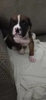 Aurora, a female Boxer for sale in Ontario, CA – 2 of 7