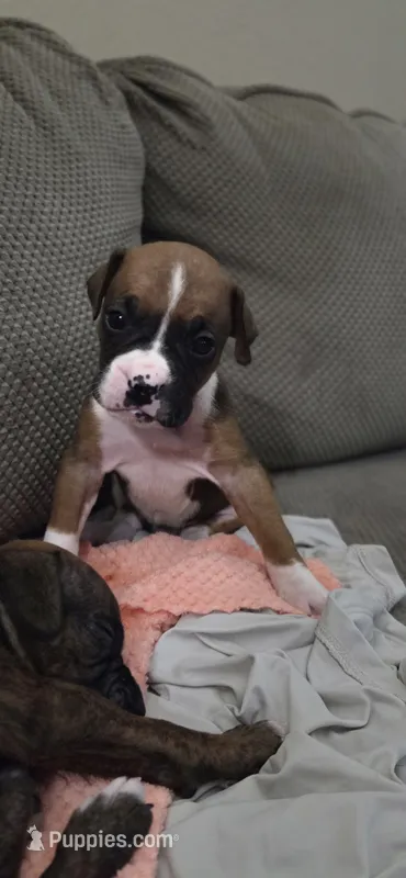 Bolt – Boxer puppy for sale in Ontario, CA
