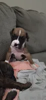 Bolt, a male Boxer for sale in Ontario, CA – 1 of 2