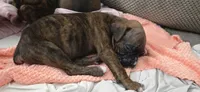 Dinah, a female Boxer for sale in Ontario, CA – 2 of 2