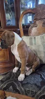 Simba, a male Boxer for sale in Ontario, CA – 3 of 10