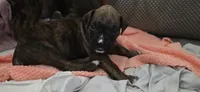 Dinah, a female Boxer for sale in Ontario, CA – 1 of 2