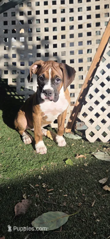 Simba – Boxer puppy for sale in Ontario, CA