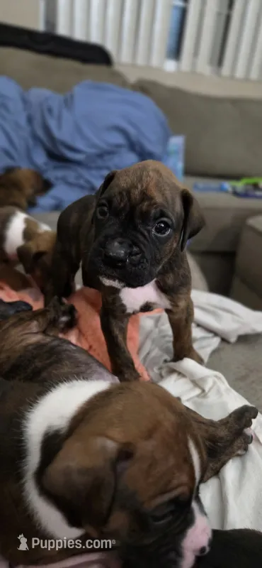 Sully – Boxer puppy for sale in Ontario, CA