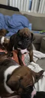 Sully, a male Boxer for sale in Ontario, CA – 1 of 2
