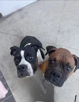 Simba, a male Boxer for sale in Ontario, CA – 10 of 10